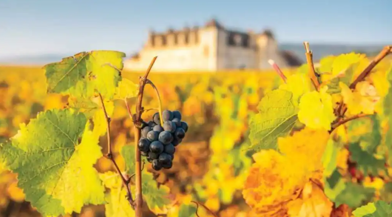 Sumillería para Dummies 40: "Borgoña vs Burdeos"