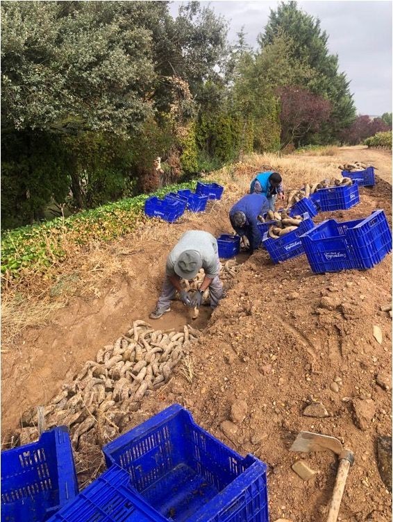 Sumillería para Dummies 21: ¿Sabes lo que es el vino biodinámico?